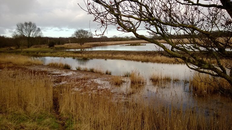 Habitats protected in Norfolk through stricter abstraction limits
