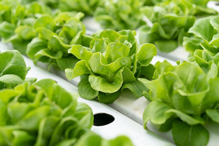 World’s largest vertical farm is the new ‘Garden of England’