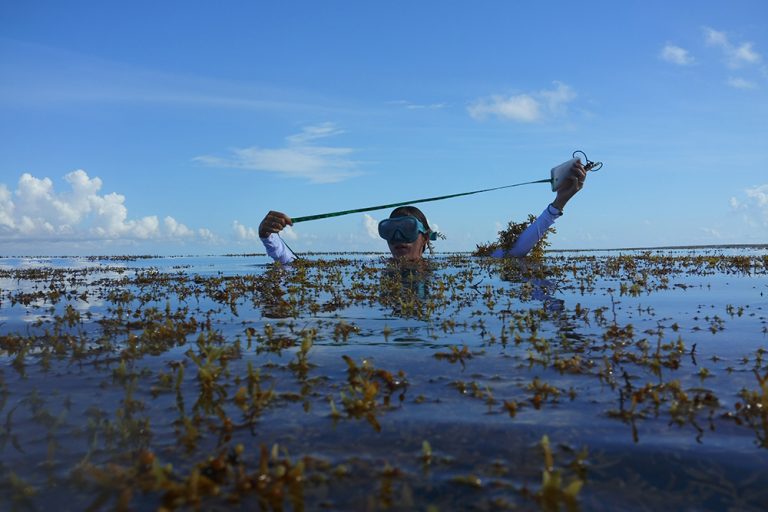 Seaweed is radical new weapon against CO2