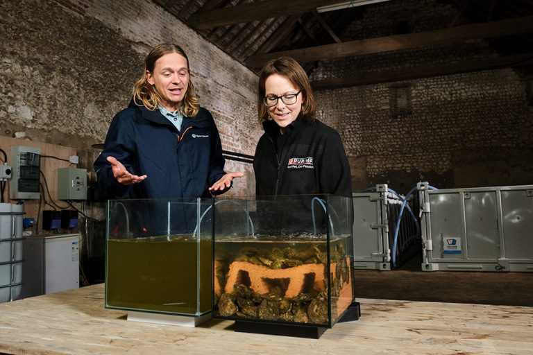 Four million oysters to the rescue