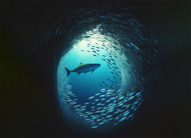 Overfishing is emptying UK seas – It can be stopped