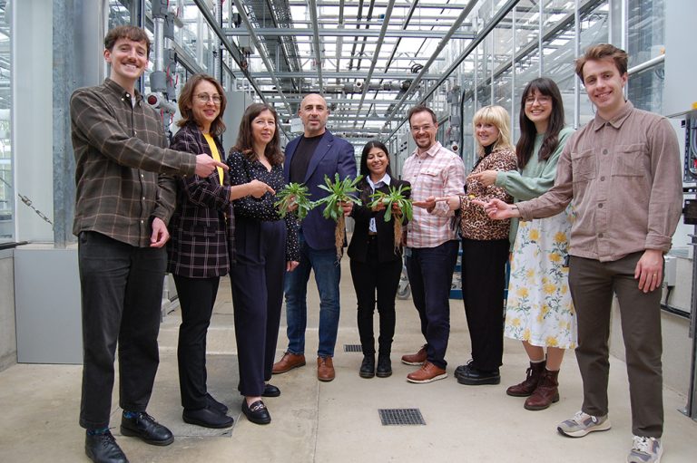 Dandelions produce sustainable rubber